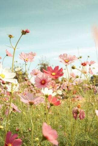 Download Spring Wallpaper: Garden Cosmos | CellularNews