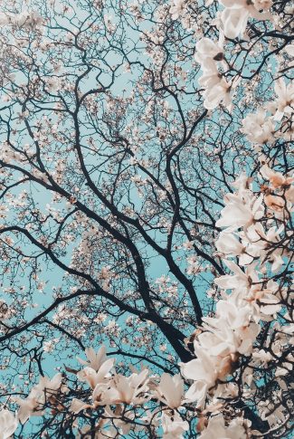 Download Aesthetic Cherry Blossom Tree Wallpaper ...