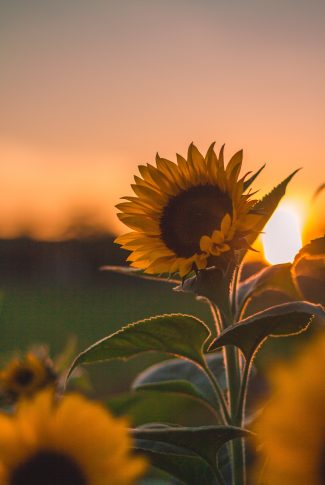 Featured image of post Beautiful Sunflower Sunset Wallpaper A collection of the top 65 sunflower desktop wallpapers and backgrounds available for download for free
