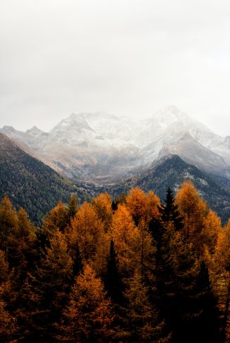 Download Autumn Trees and Snowy Mountains Wallpaper | CellularNews