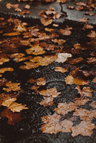 Fallen Leaves and Water Ripples