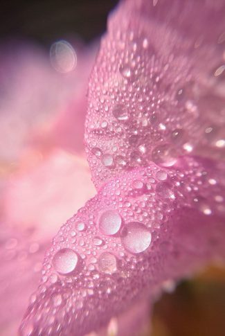 Hd Wallpaper Flowers With Water Drops