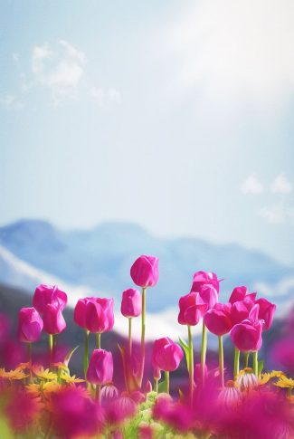 Download Flower Wallpaper Tulips In Spring Cellularnews