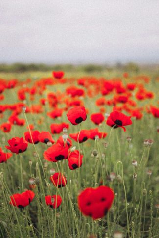 Download Field Of Roses Wallpaper | CellularNews