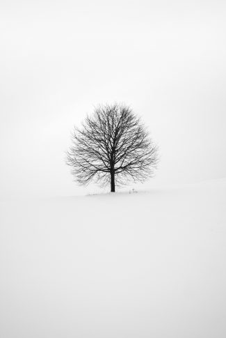 Download Black And White Tree Wallpaper Cellularnews