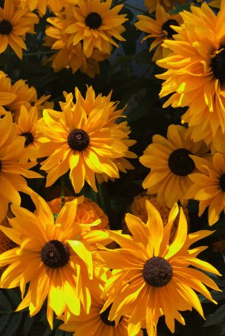 Download Yellow Flowers Wallpaper Cellularnews