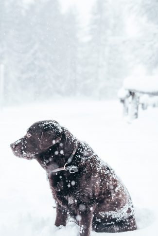Download Free Labrador Retriever in the Snow Wallpaper | CellularNews