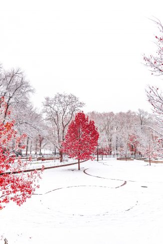 Download Red Trees And Snow Wallpaper Cellularnews