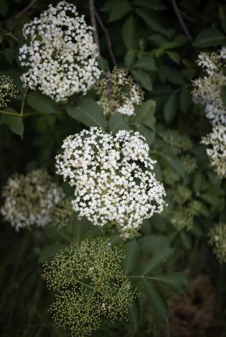 Download Free Spring Wallpaper: Cow Parsley | CellularNews