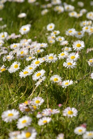 Download Free Spring Wallpaper: A Daisy Field | CellularNews