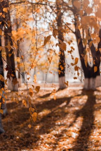 Download Autumn Wallpaper Hanging Branches Cellularnews