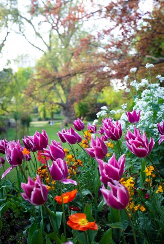 A beautiful spring wallpaper of purple Sprenger’s Tulips among a field of other flower variants.