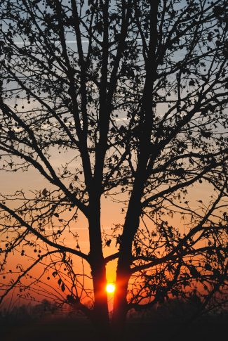 Download A Sunset And A Tree S Silhouette Wallpaper Cellularnews