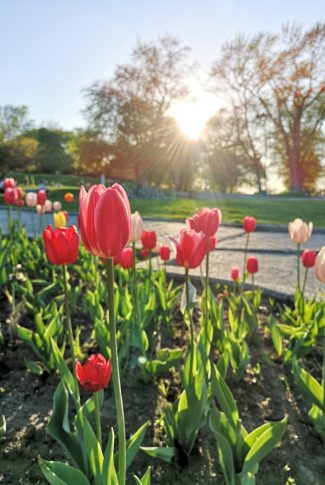 A delightful spring wallpaper of a botanical garden full of plants and flowers of many kinds.
