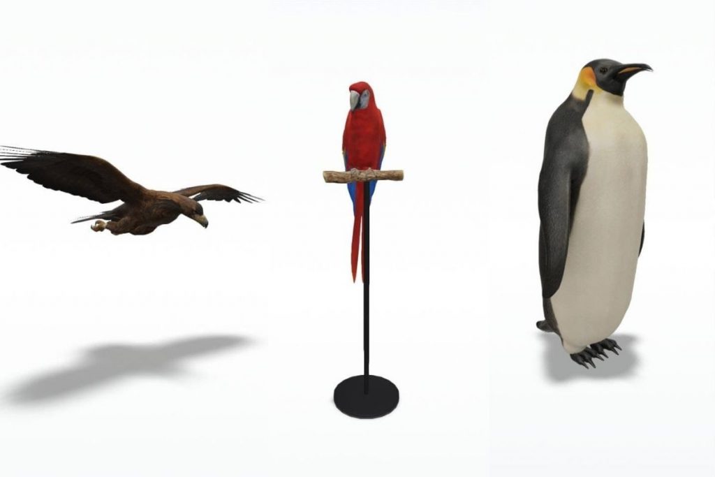 All Google 3D Animals You Can View In Your Space And How To Do It   Birds 1024x683 