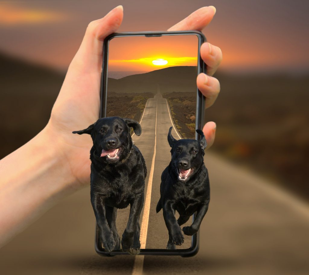 13 Best Dog Whistle Apps to Download for Easy Training