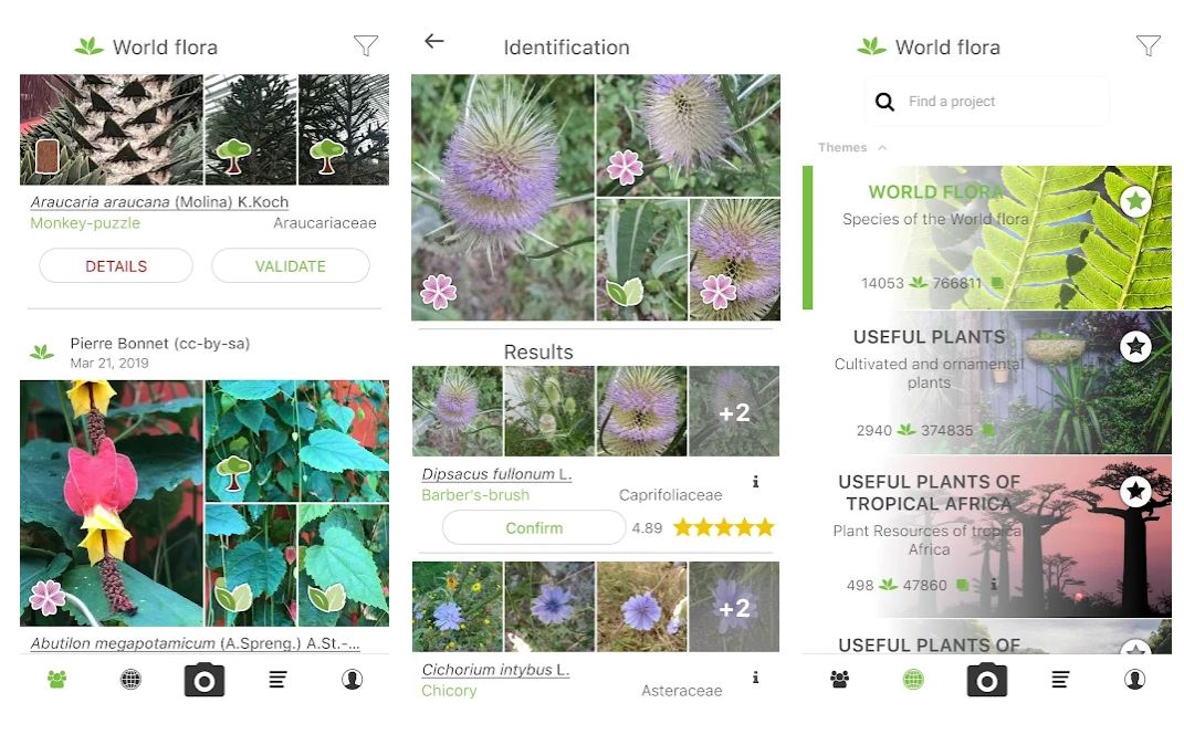 20 Best Plant Identification Apps for Gardeners and Plant Lovers