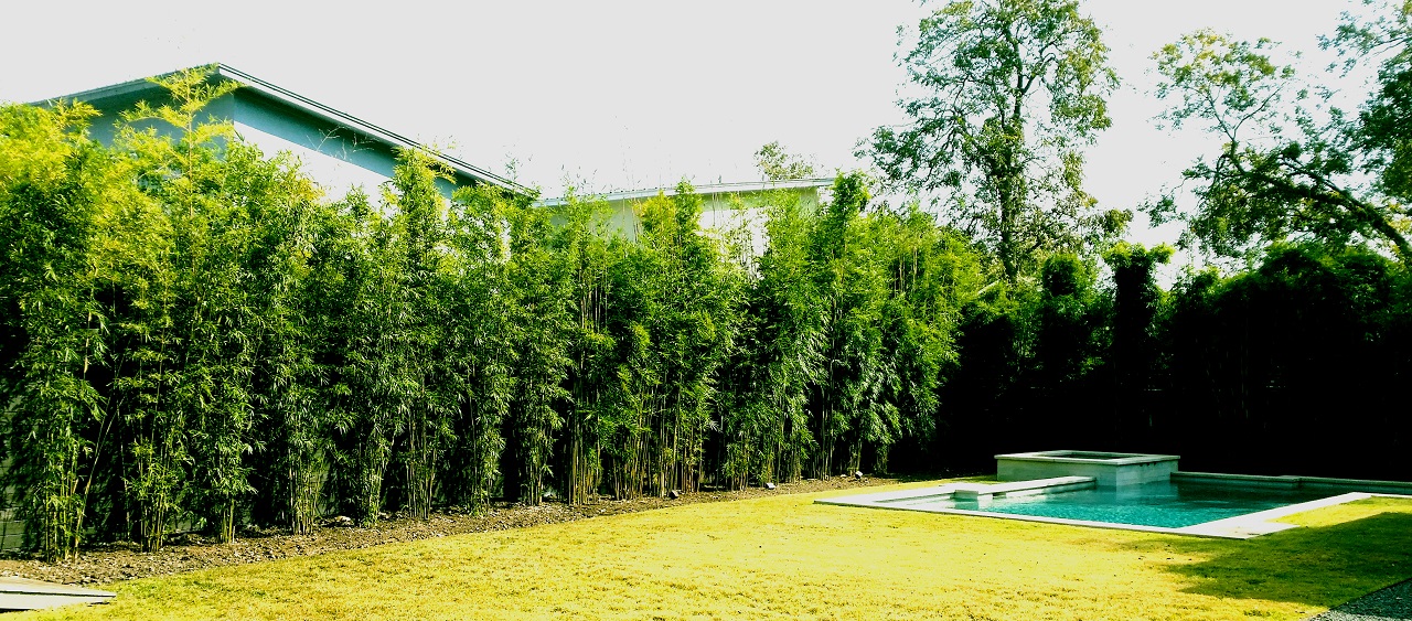 12 Amazing Bamboo Privacy Screen for 2024