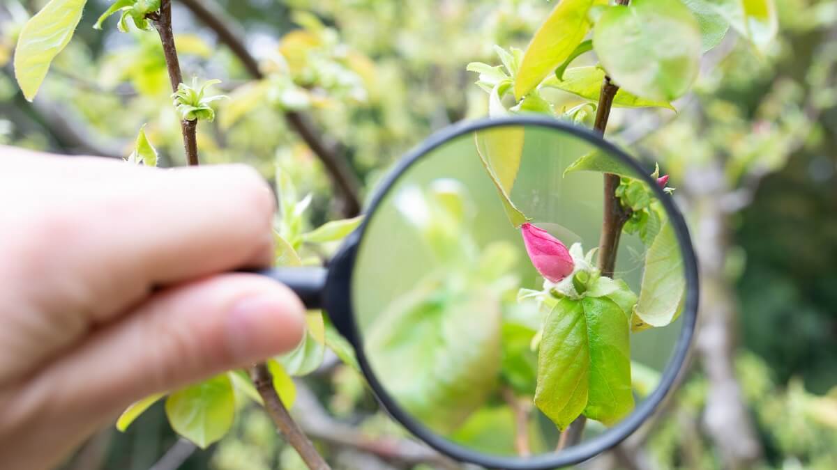 how-to-use-the-magnifier