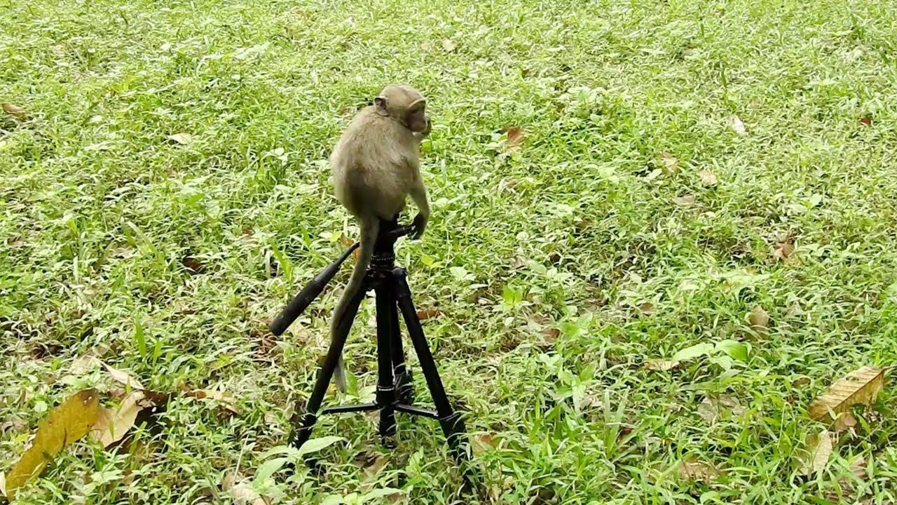11 Amazing Monkey Tripod for 2024