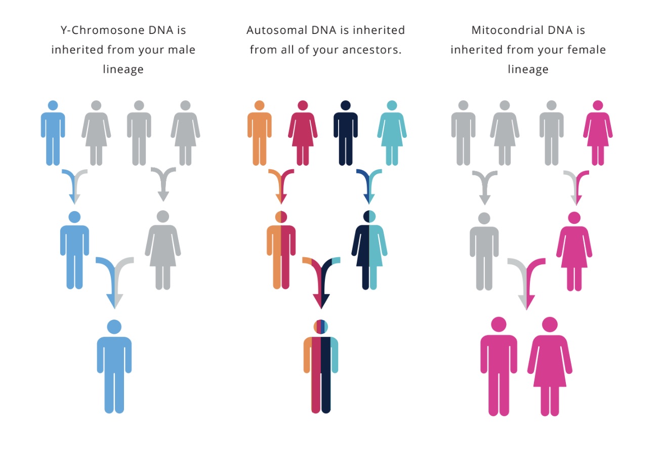 how-to-get-raw-dna-data-from-ancestry