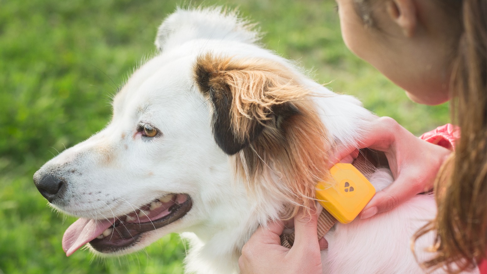 10 Amazing Findster GPS Tracker For Dogs For 2024