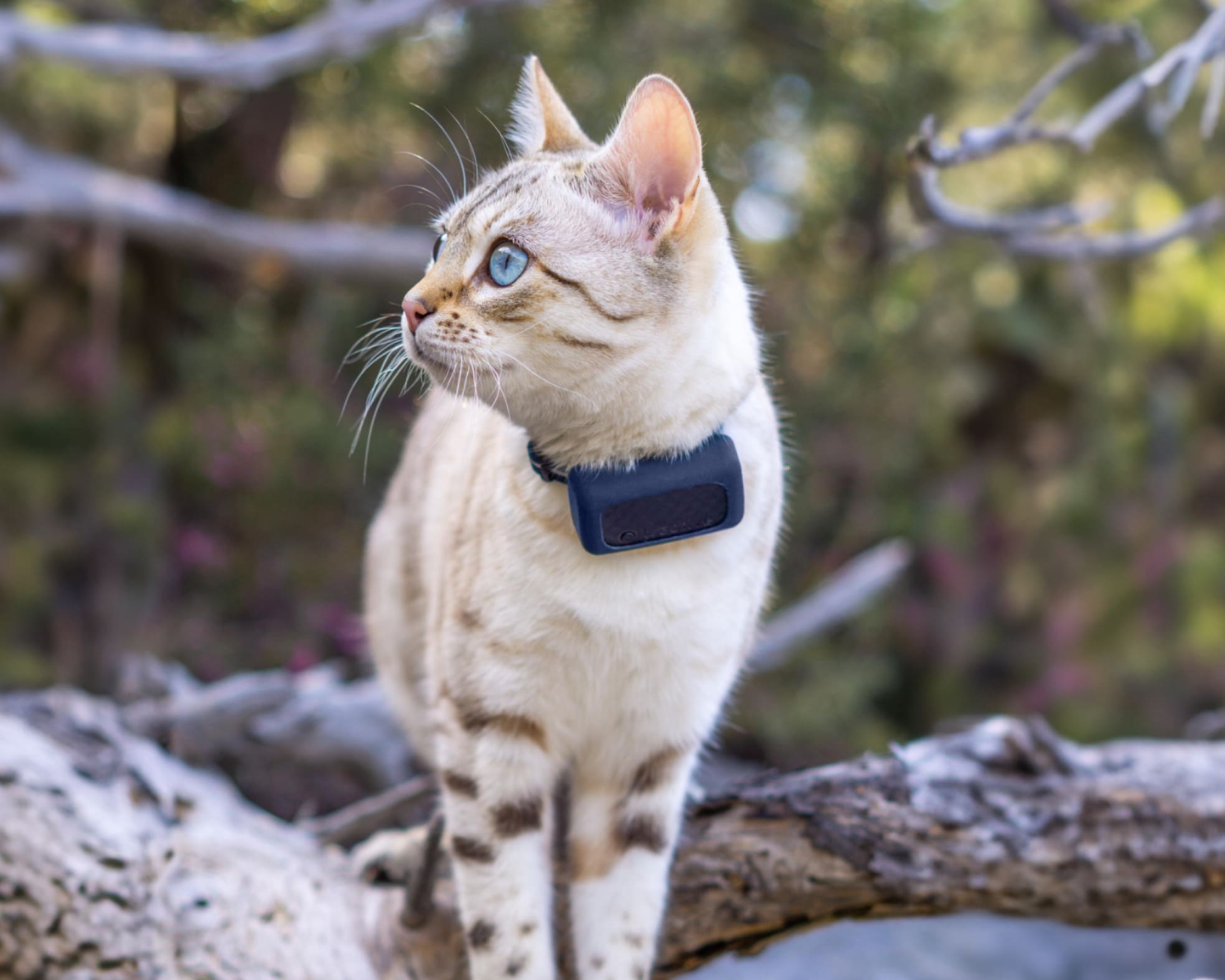 14 Best GPS Tracker For Cats For 2024