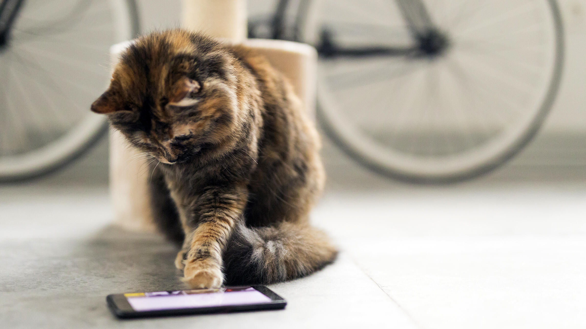 amuse-your-feline-friend-with-the-5-best-apps-for-cats-and-cat-owners
