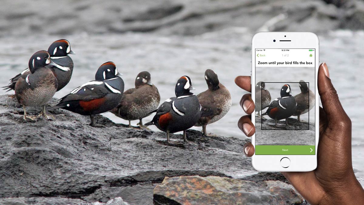 the-best-bird-identification-apps-for-ios-and-android