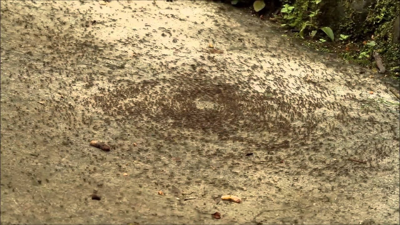watch-ants-march-in-a-circle-around-a-ringing-iphone