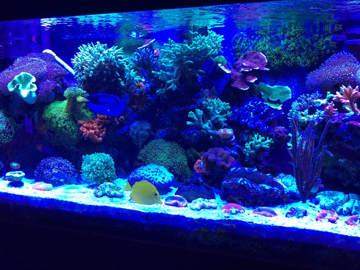 what-does-blue-light-in-fish-tank-do