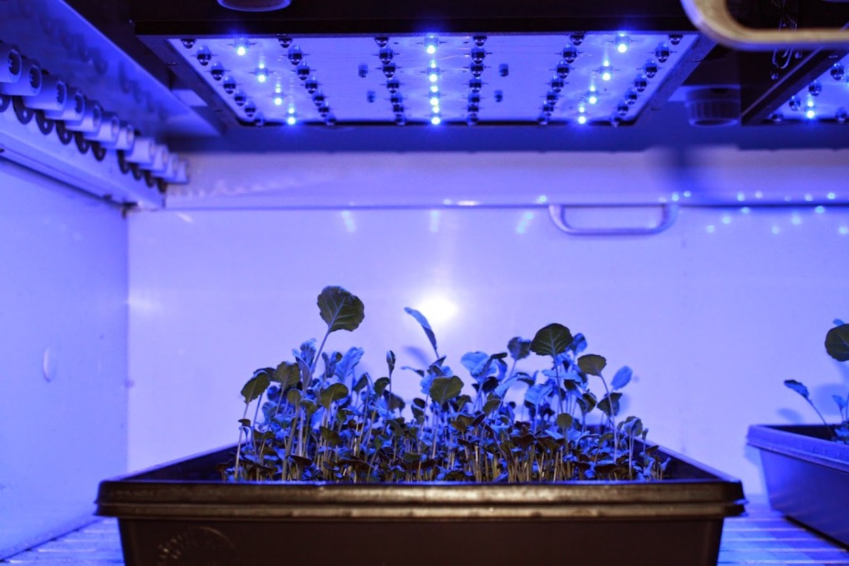 why-do-plants-absorb-blue-light
