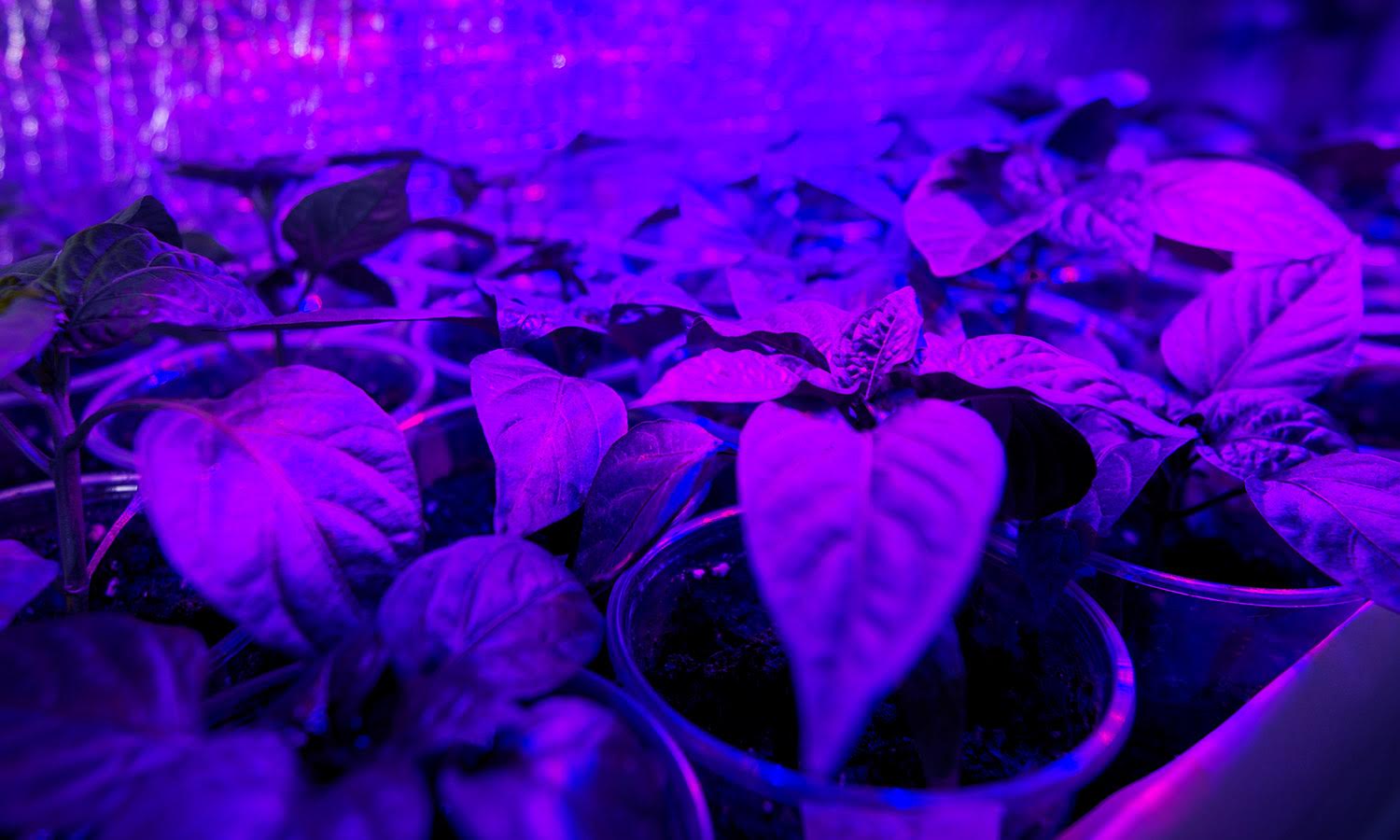 why-do-plants-like-blue-light