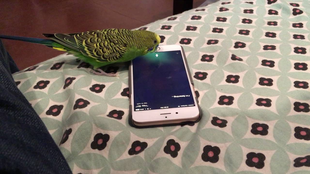 Попугай киви. Попугай с голосовым помощником. Попугай с 13 айфоном. Говорящий попугай Пьер Apple game.