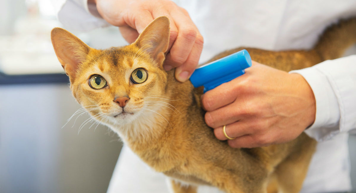 in-the-yellow-pages-what-would-you-look-under-if-your-cat-needed-a-rabies-vaccination